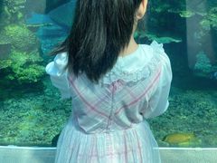 -涛·海底餐厅·美人鱼·自助餐·海底隧道(三亚海棠湾洲际度假酒店)