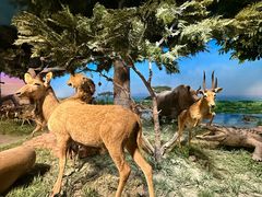 -国家自然博物馆