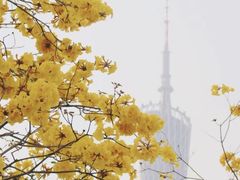 -洲头咀公园