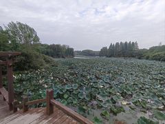 -艾溪湖湿地公园