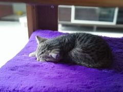 -纳吉亚猫专科动物诊疗中心(蒋宅口分院)
