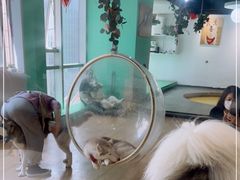 -Husky Go! 哈士奇体验馆·宠物咖啡厅狗咖