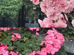 -四川大学(望江校区)
