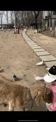 -上美四季动物农场
