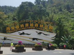 -西双版纳原始森林公园