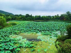 -桃花岛景观公园