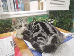 -猫小院猫主题餐厅(三里屯店)