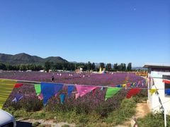 -北京东方普罗旺斯薰衣草庄园