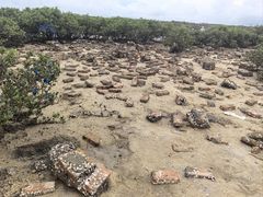 -北海金海湾红树林生态旅游区