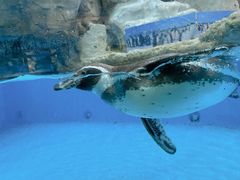 -帝企鹅自助餐厅•儿童岛•真企鹅(长隆企鹅酒店)