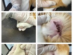 -宠小格时尚宠物生活馆(唐镇店)
