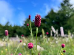 -白草畔自然风景区