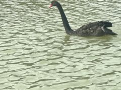 -广州白江湖森林公园