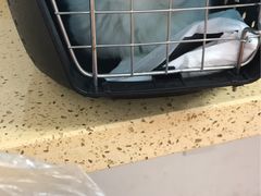 -伟伟宠物医院·瑞派猫友好医院·猫科(光谷店)