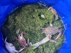 -日照世帆赛基地