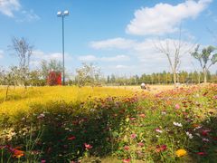 -上海长兴岛郊野公园