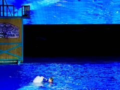 -海合安武汉极地海洋公园