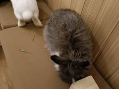 -猫猫幼稚园·撸猫·桌游·电玩