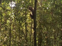 -武吉知马自然保护区