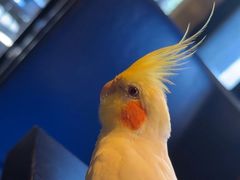 -bluefrog蓝蛙(水游城店)