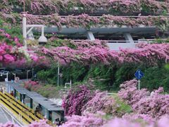 -深圳仙湖植物园-停车场