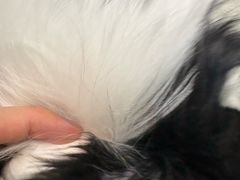 -悠尼宠物·独立低压伊珊娜洗护·美容·寄养(兰谷路店)