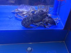 -粤凤佬