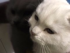 -瑞派旺宝宠物医院·犬猫全科综合·尿道专科(莲兴院)