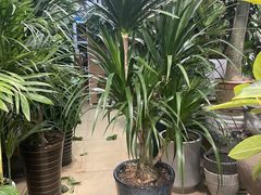 -双季花艺园艺市场(浦东店)