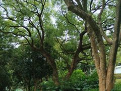 -紫马岭公园
