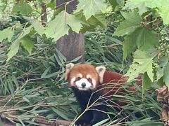 -都江堰中华大熊猫苑