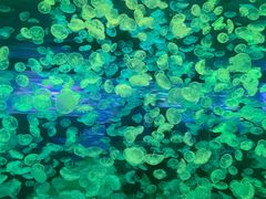 -江和美海洋公园