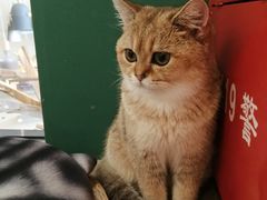 -飞行喵MR PILOT|猫舍·猫咖(静安大融城店)