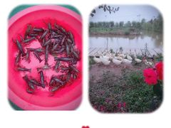 -同銮特种养殖场·龙虾垂钓