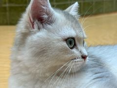 -帕帕拉兹宠物(亚洲旗舰店)