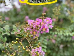 -燕郊植物园