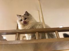-滚猫咖啡·猫咖·猫友好撸猫(未来城店)