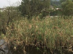 -西湖风景区-江洋畈生态公园