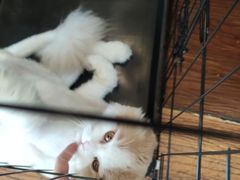 -志龙皇冠吃货椰子铺