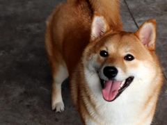 -柴犬高等学院·狗咖·柴犬售卖·宠物训练