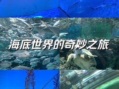 -上海海洋水族馆
