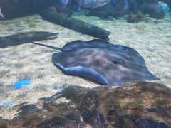 -暹罗海洋世界