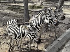 -清迈夜间动物园