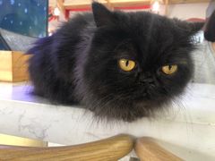 -喵园·猫主题咖啡厅·撸猫·猫咖(国贸店)