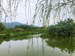 -天适樱花悠乐园