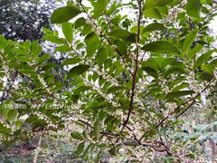 -上海佘山国家森林公园天马山园