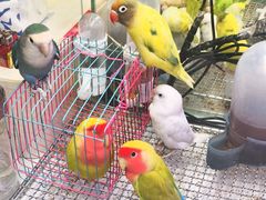 -武汉花鸟市场