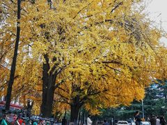 -四川大学(望江校区)
