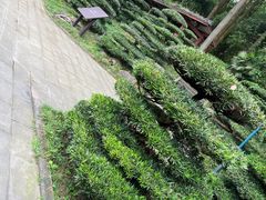 -南山植物园