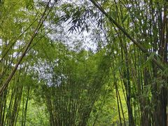 -棠湖公园